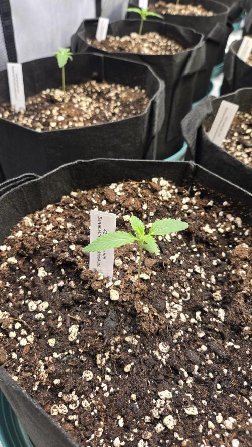 BananaCherryCookiesAuto. Week 1