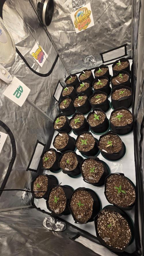 GuavaSundae Auto. Week 1