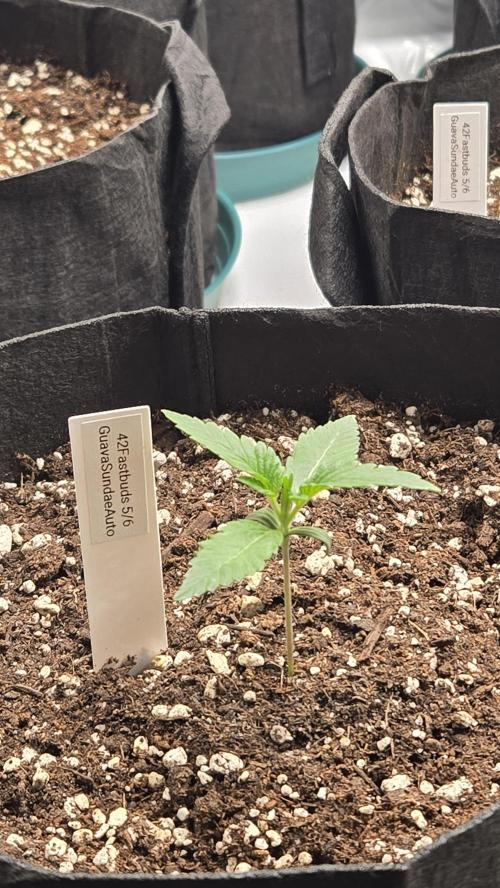 GuavaSundae Auto. Week 1