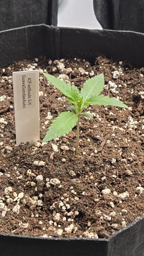 GuavaSundae Auto. Week 1