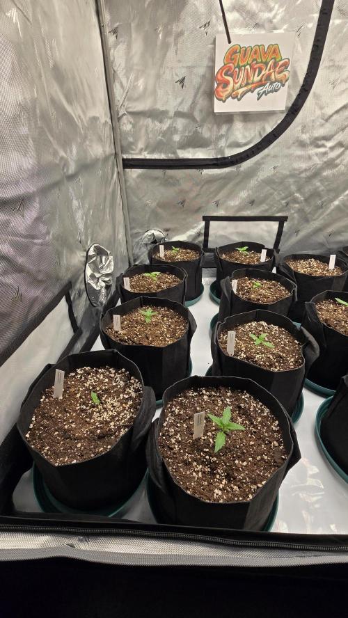 GuavaSundae Auto. Week 1