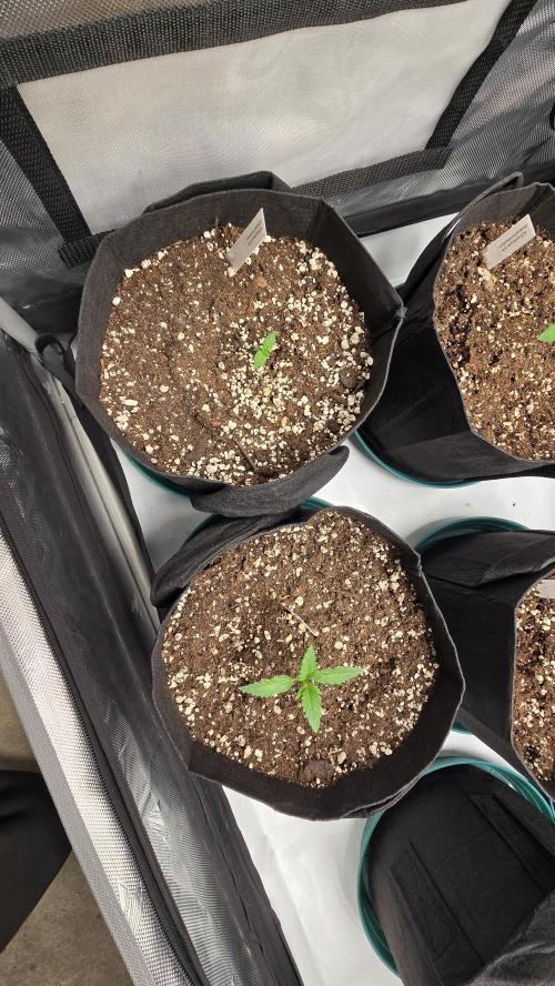 GuavaSundae Auto. Week 1