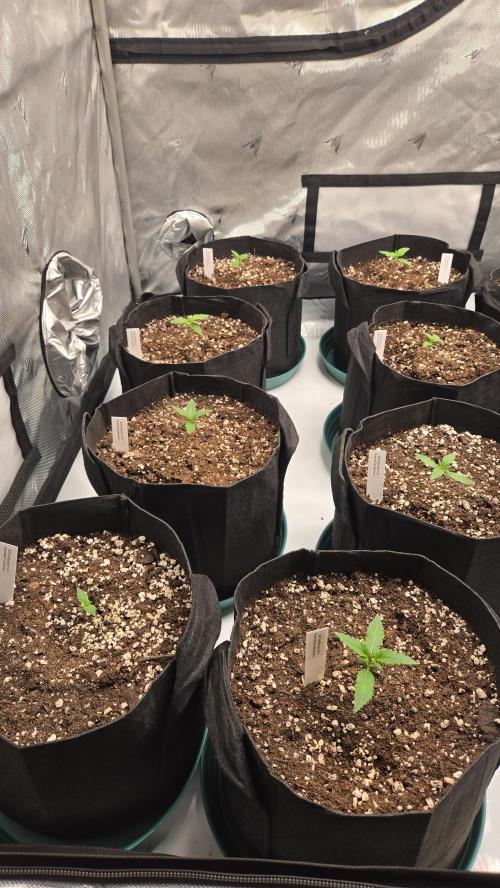 GuavaSundae Auto. Week 1