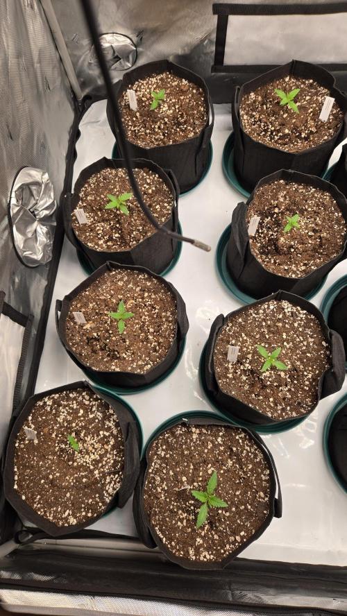 GuavaSundae Auto. Week 1