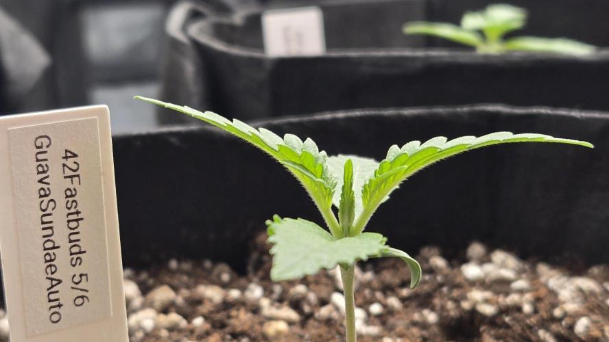 GuavaSundae Auto. Week 1