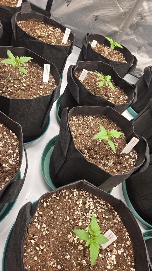 GuavaRuntzAuto. Week 1