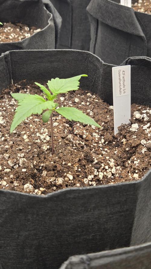 GuavaRuntzAuto. Week 1