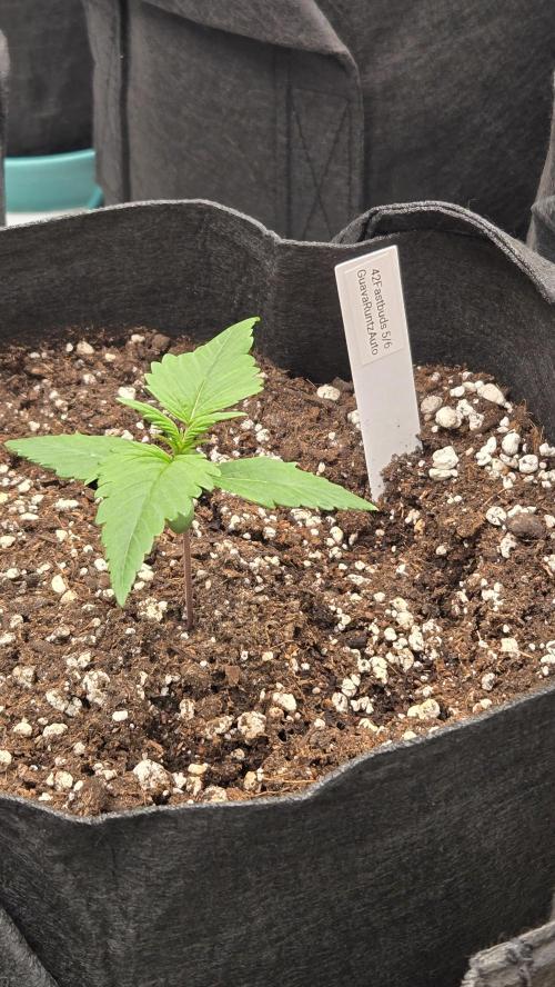 GuavaRuntzAuto. Week 1