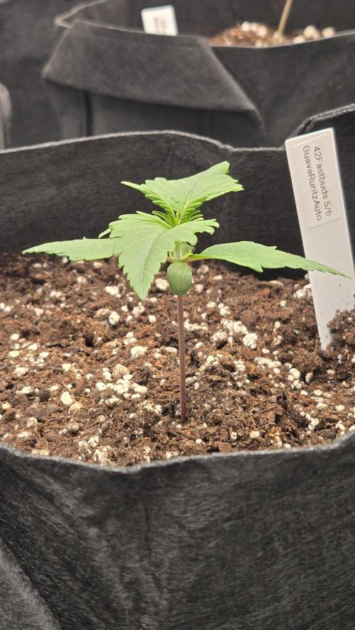 GuavaRuntzAuto. Week 1