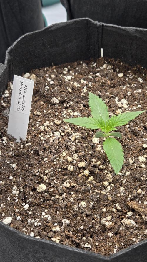 MendoGuavaAuto. Week 1