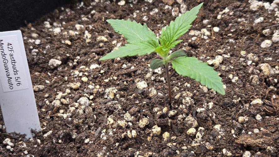 MendoGuavaAuto. Week 1