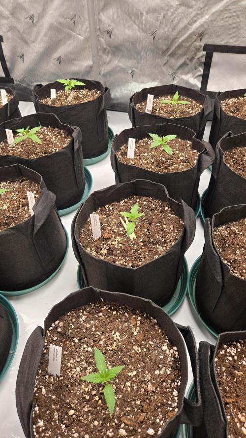 MendoGuavaAuto. Week 1