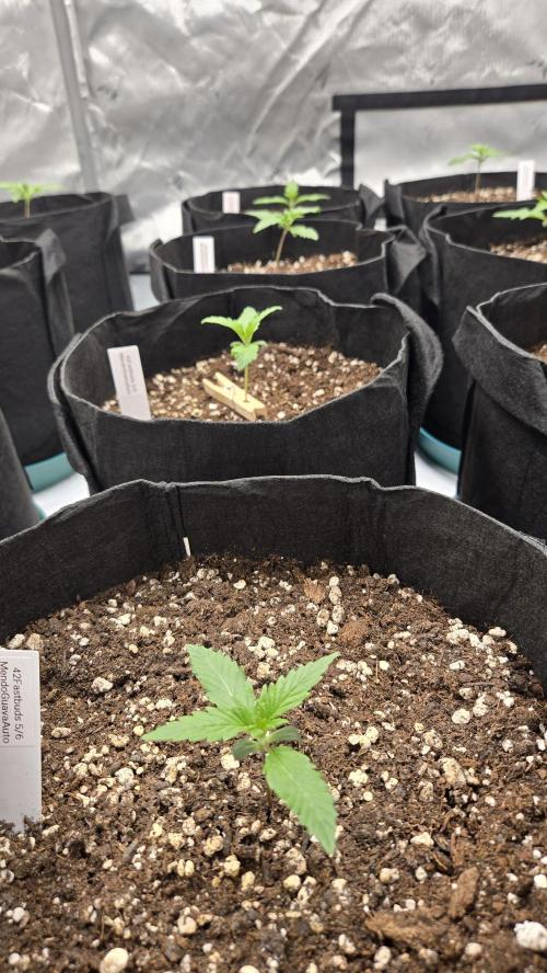 MendoGuavaAuto. Week 1