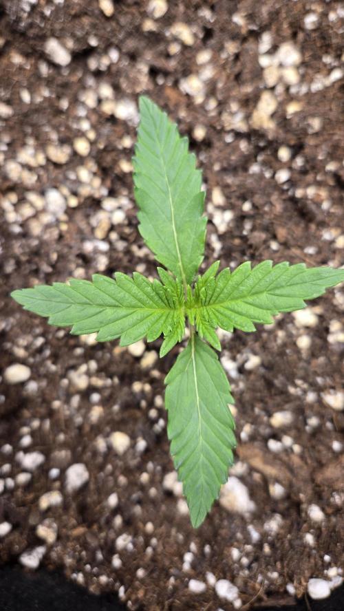 MendoGuavaAuto. Week 1