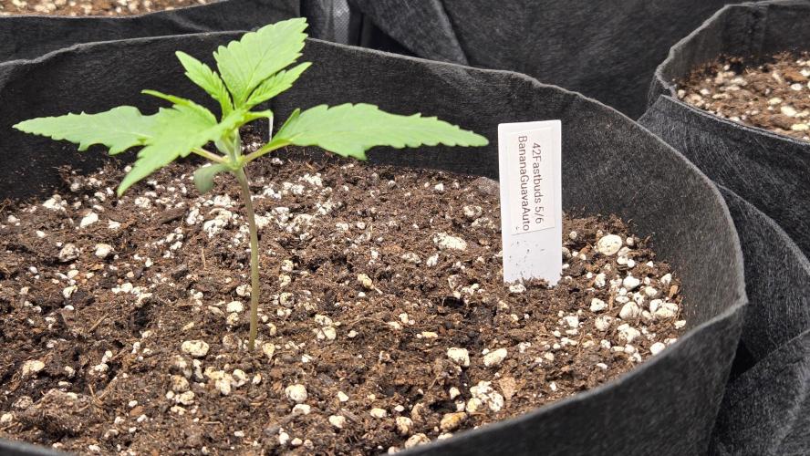 BananaGuavaAuto. Week 1