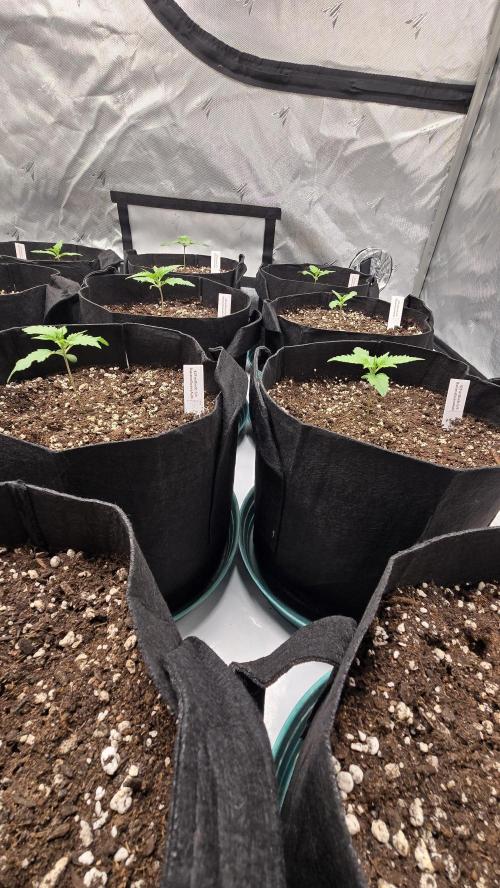 BananaGuavaAuto. Week 1