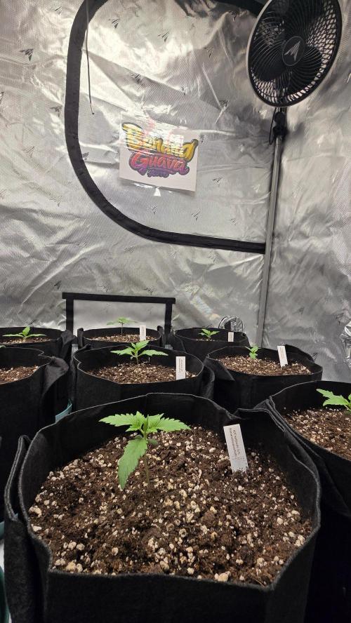 BananaGuavaAuto. Week 1