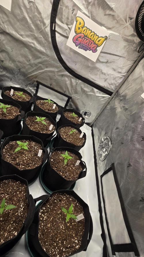 BananaGuavaAuto. Week 1