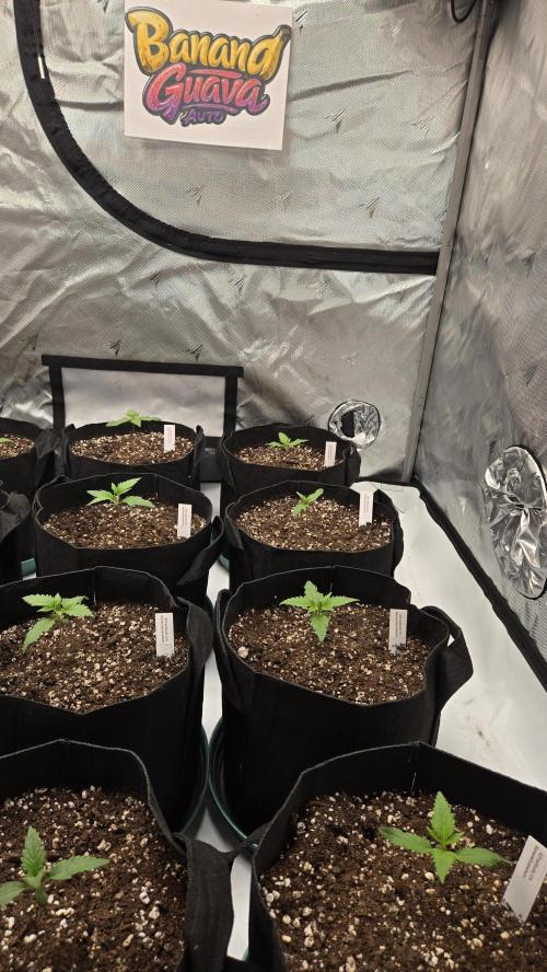 BananaGuavaAuto. Week 1