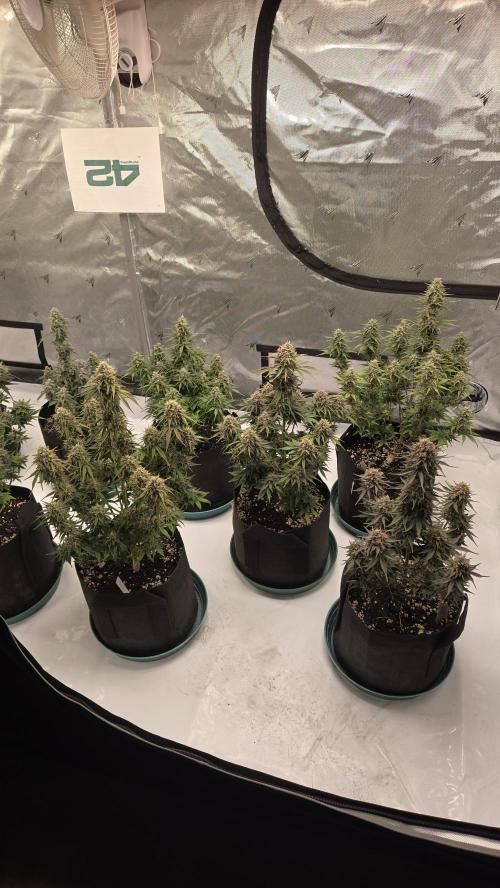 GuavaRuntzAuto. Week 8