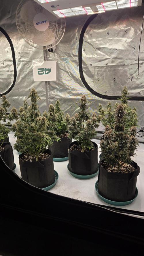 GuavaRuntzAuto. Week 8