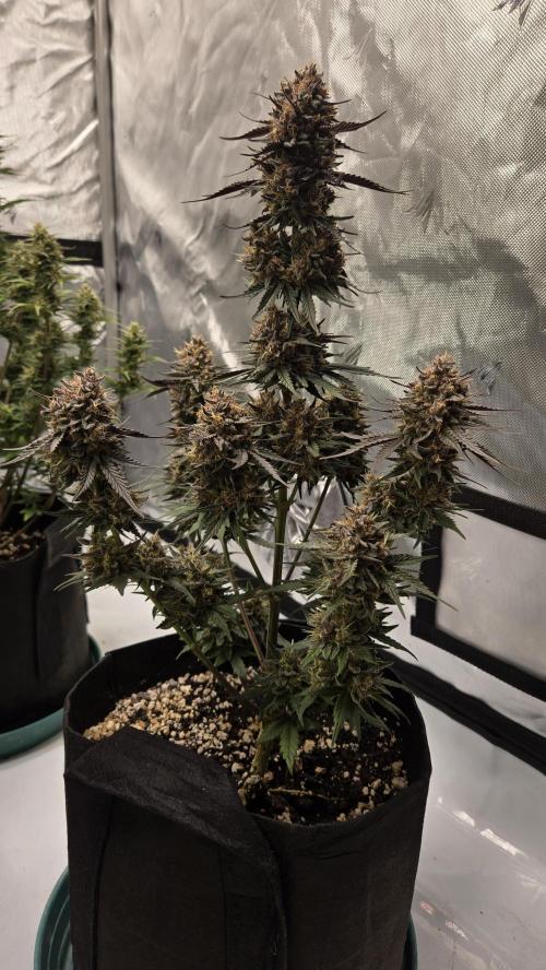 GuavaRuntzAuto. Week 8
