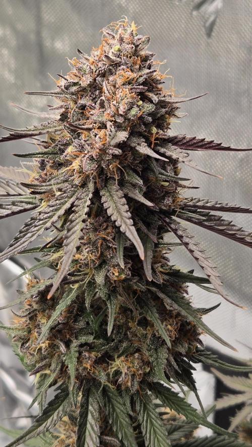 GuavaRuntzAuto. Week 8