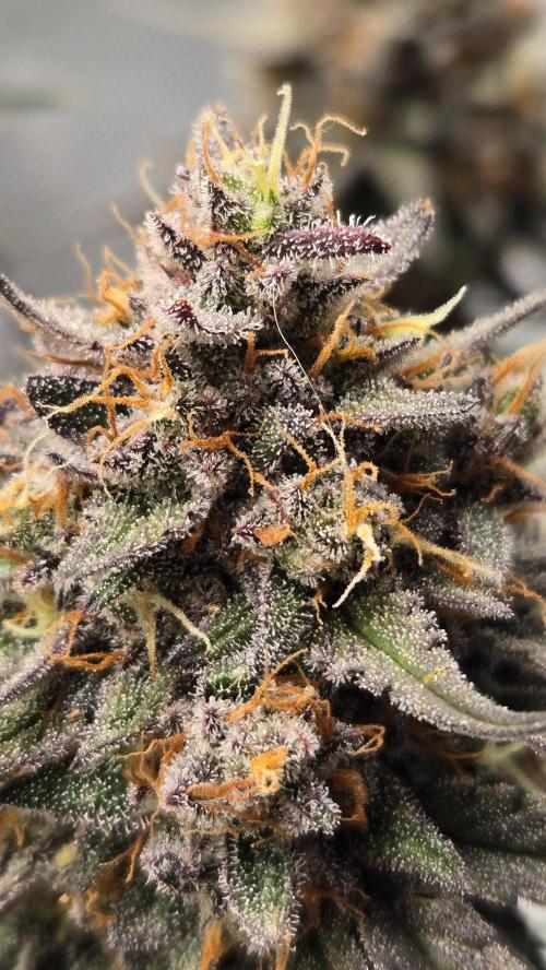 GuavaRuntzAuto. Week 8