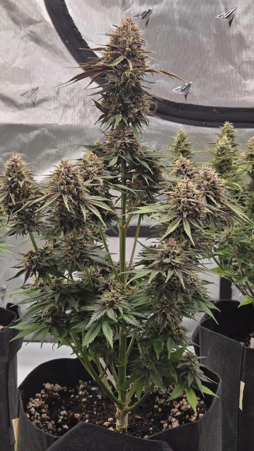 GuavaRuntzAuto. Week 8