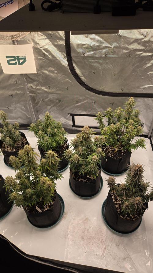 GuavaRuntzAuto. Week 8