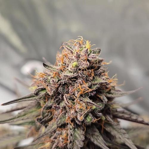 GuavaRuntzAuto