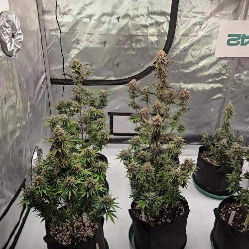 Mendo Frost Auto