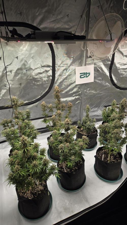 Mendo Frost Auto. Week 8