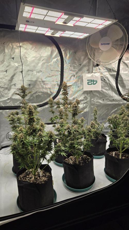 Mendo Frost Auto. Week 8