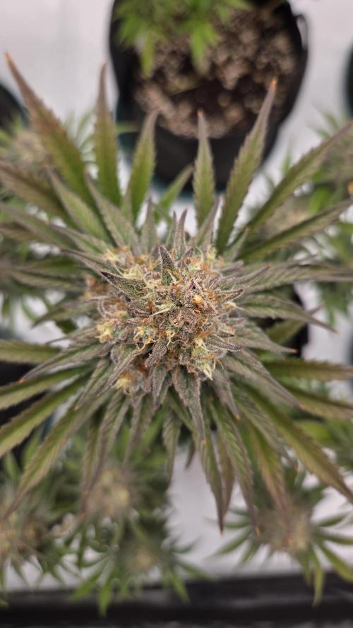 Mendo Frost Auto. Week 8