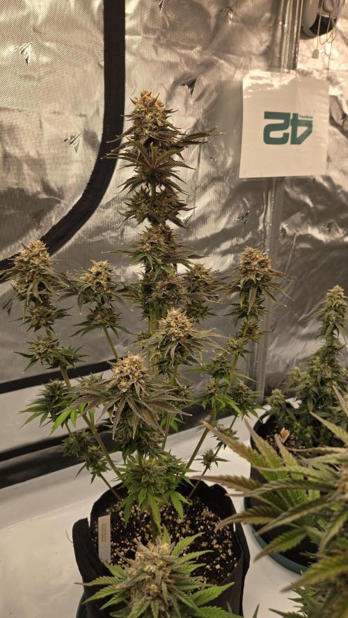 Mendo Frost Auto. Week 8