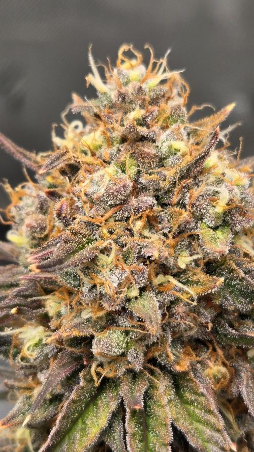 Mendo Frost Auto. Week 8