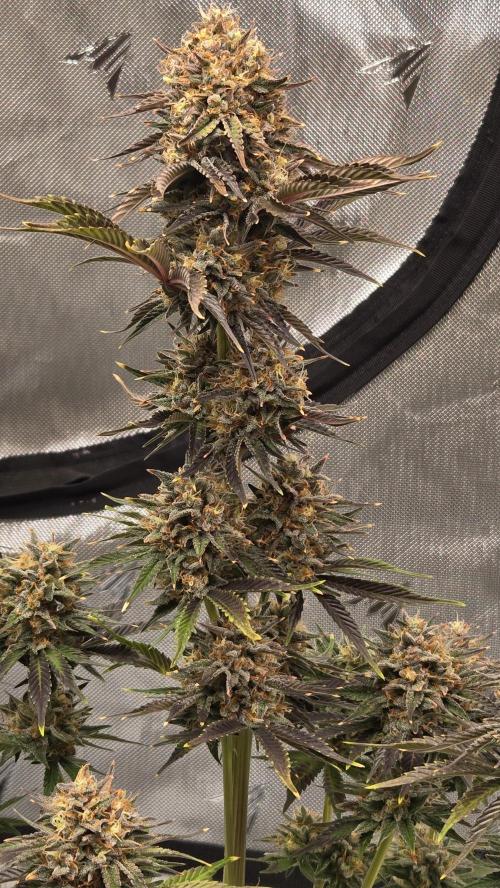 Mendo Frost Auto. Week 8