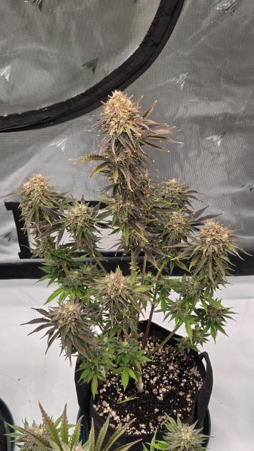 Mendo Frost Auto. Week 8