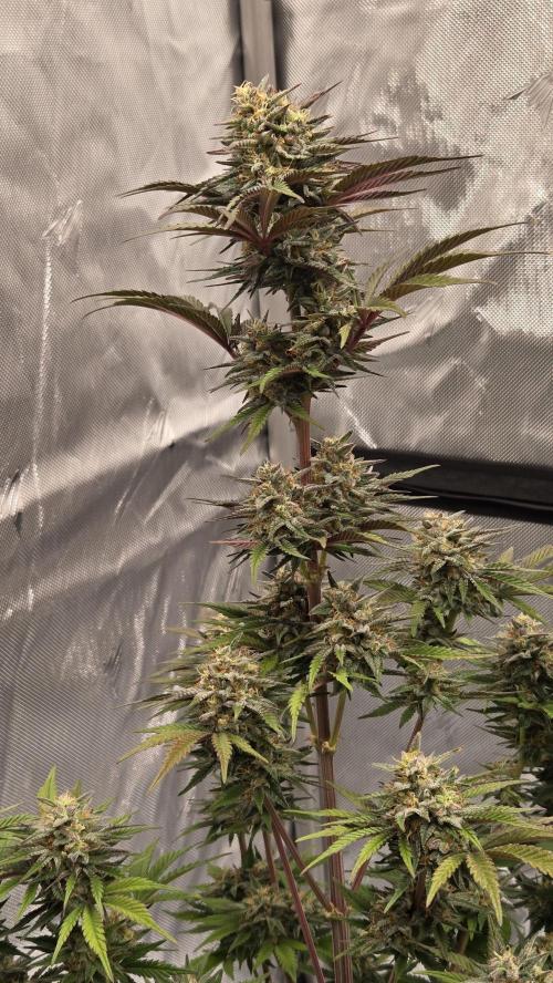 Mendo Frost Auto. Week 8
