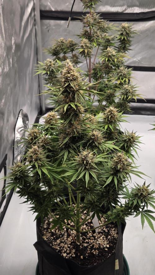 Mendo Frost Auto. Week 8