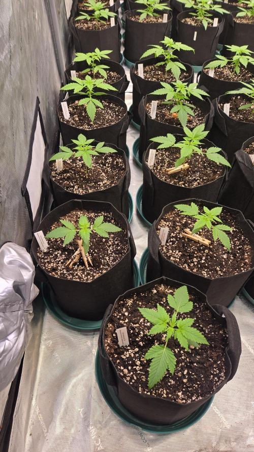 BananaCherryCookiesAuto. Week 2