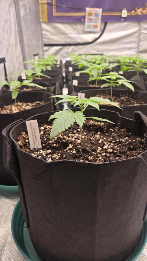 BananaCherryCookiesAuto. Week 2
