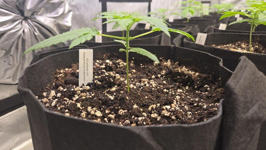 BananaCherryCookiesAuto. Week 2