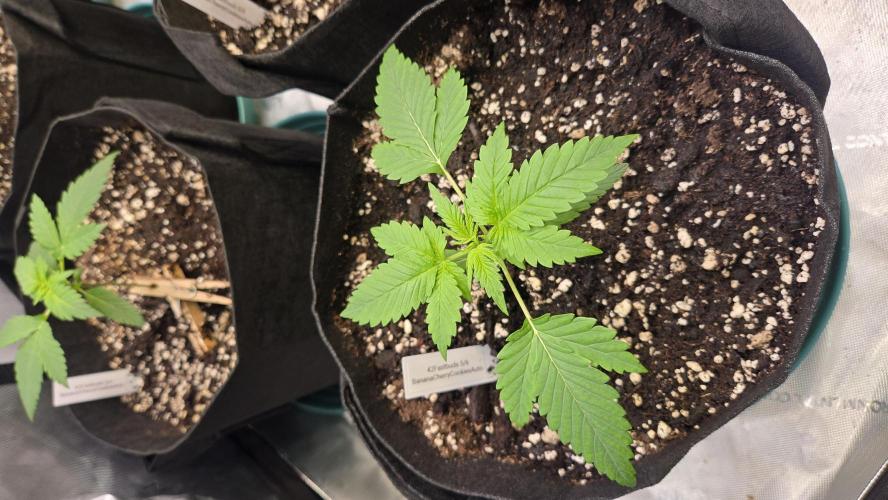 BananaCherryCookiesAuto. Week 2