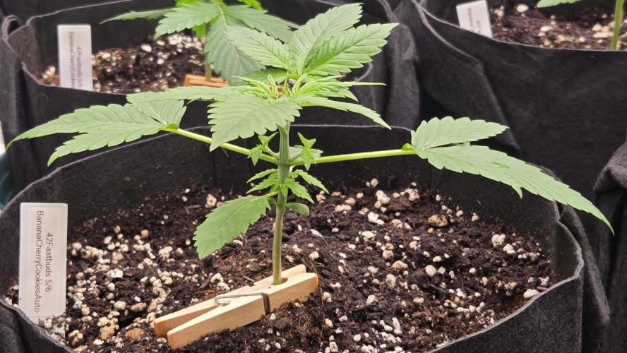 BananaCherryCookiesAuto. Week 2