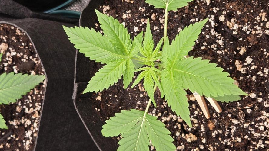 BananaCherryCookiesAuto. Week 2