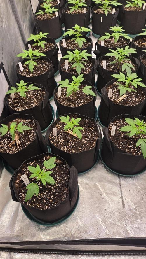 BananaCherryCookiesAuto. Week 2