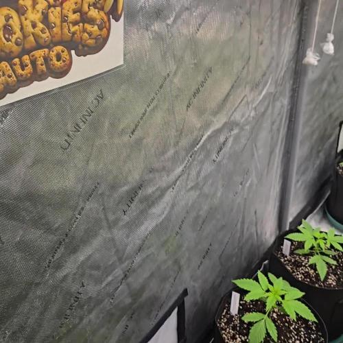 BananaCherryCookiesAuto
