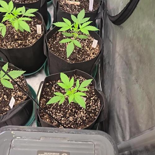MangoCherryRuntzAuto